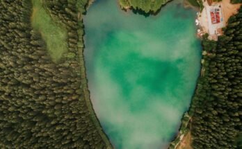 The Impact of Deforestation: Why Trees Are Vital to Our Planet