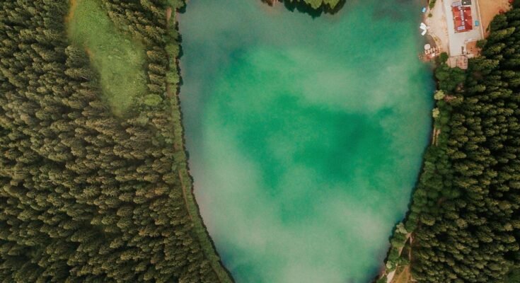 The Impact of Deforestation: Why Trees Are Vital to Our Planet